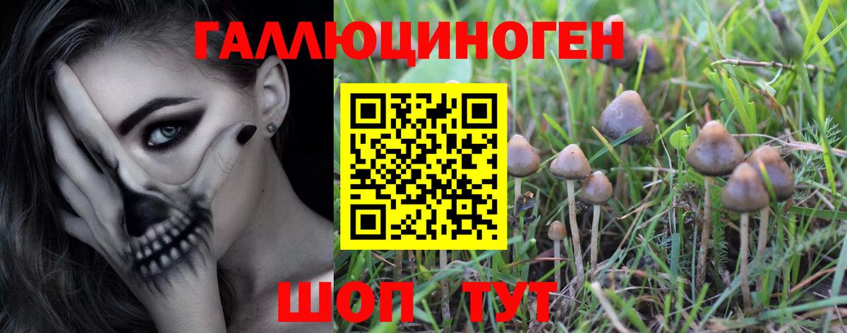 Псилоцибиновые грибы Psilocybe  Галлюциногенные грибы MAGIC MUSHROOMS  Вход с VPN  Богданович 